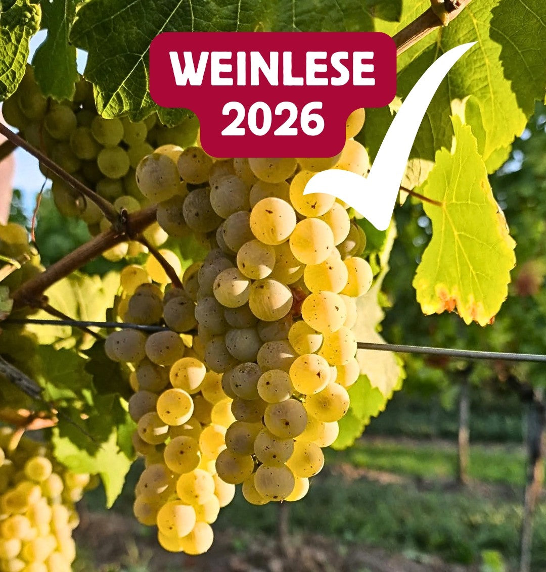 Die Weinlese 2026 ist geschafft – Ein außergewöhnlicher Jahrgang reift im Keller